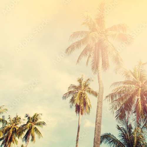 Palm Trees Jungle Toned Shabby Landscape Tropical