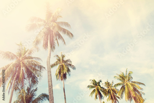Palm Trees Jungle Blue Sky Toned Shabby Nature