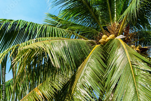 Palm Trees Coconut Nature Landscape Tropical
