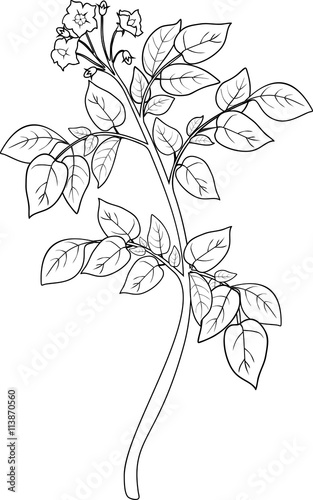coloring with plant