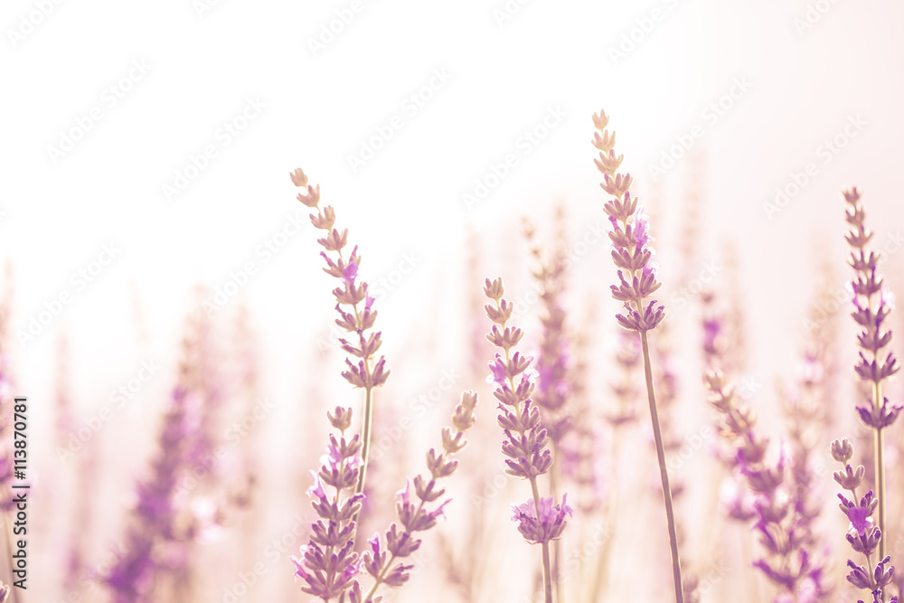 Lavender flower in the garden,park,backyard,meadow blossom in th