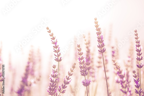 Lavender flower in the garden park backyard meadow blossom in th