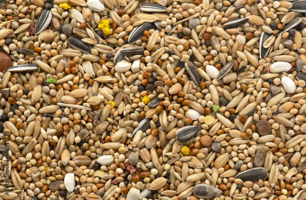 Foto bird seed for parrots