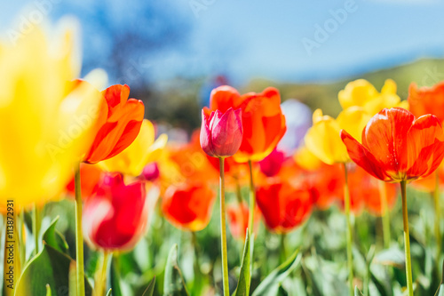 Tulip. Beautiful bouquet of tulips. colorful tulips.