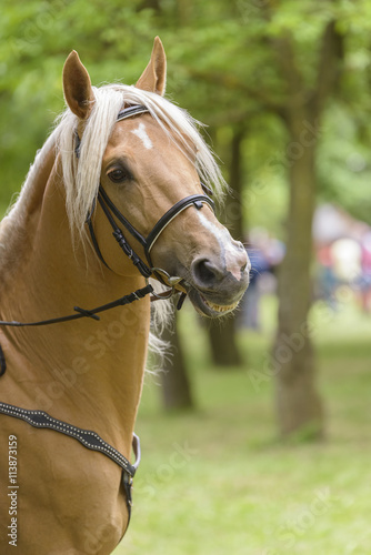 portrait of a palomino horse isolated outdoor