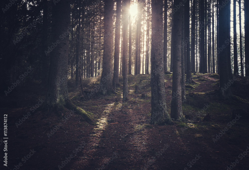 Fototapeta premium Dark mystical forest at sunny morning