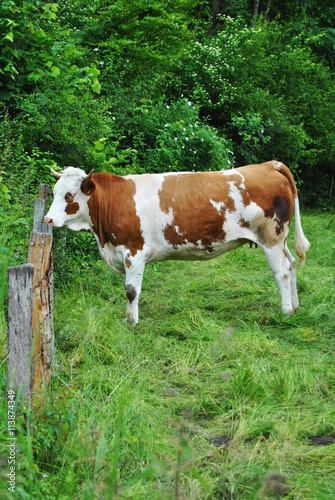 Kuh auf der Weide © jennre