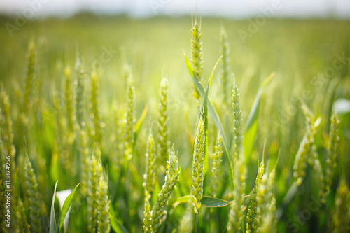 biofuel; wheat field; wheat ear, Russia photo