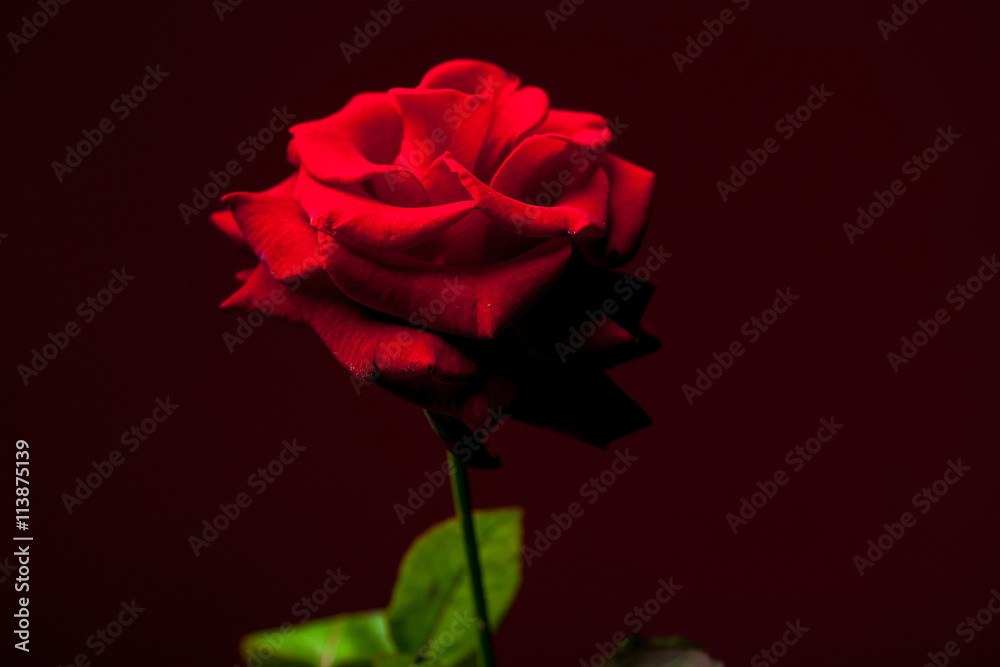 Red rose closeup Red rose closeup