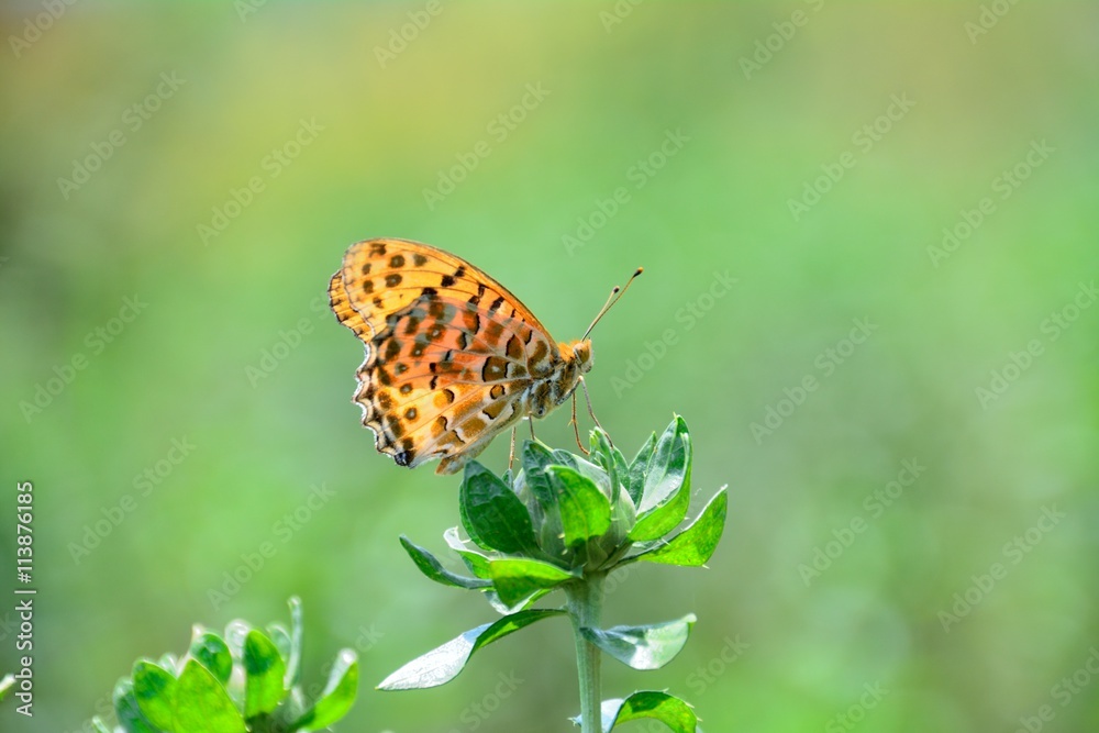 Obraz premium 紅花の蕾につまぐろ