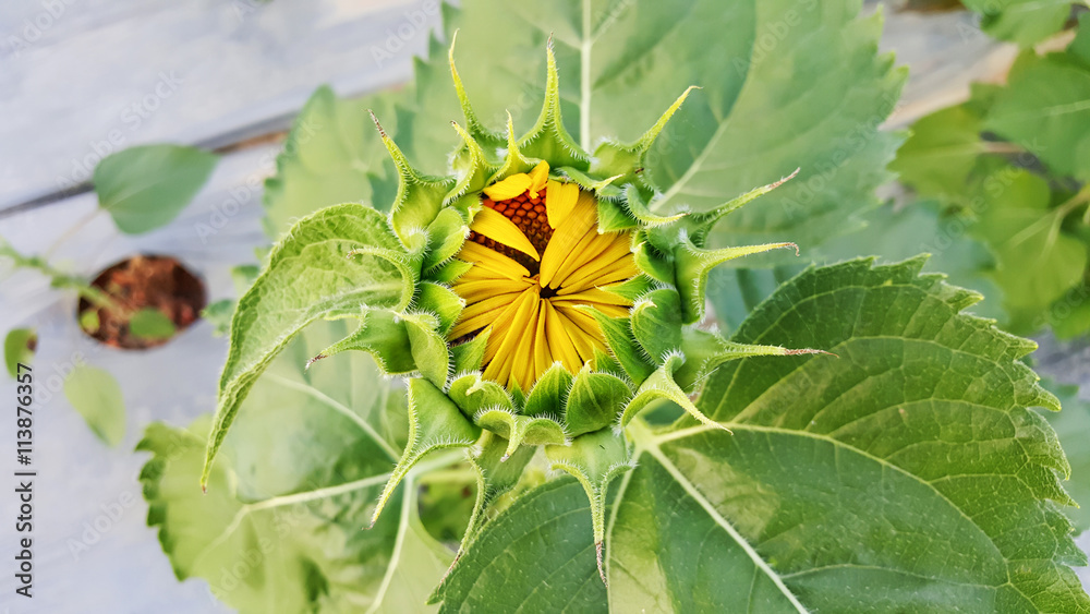 Close-up of the green bud of a sunflower. Close-up of the green bud of a sunflower.