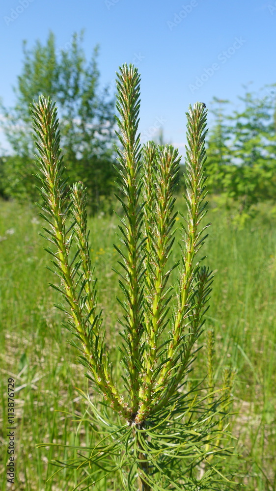 Young pine sprouts Young pine sprouts