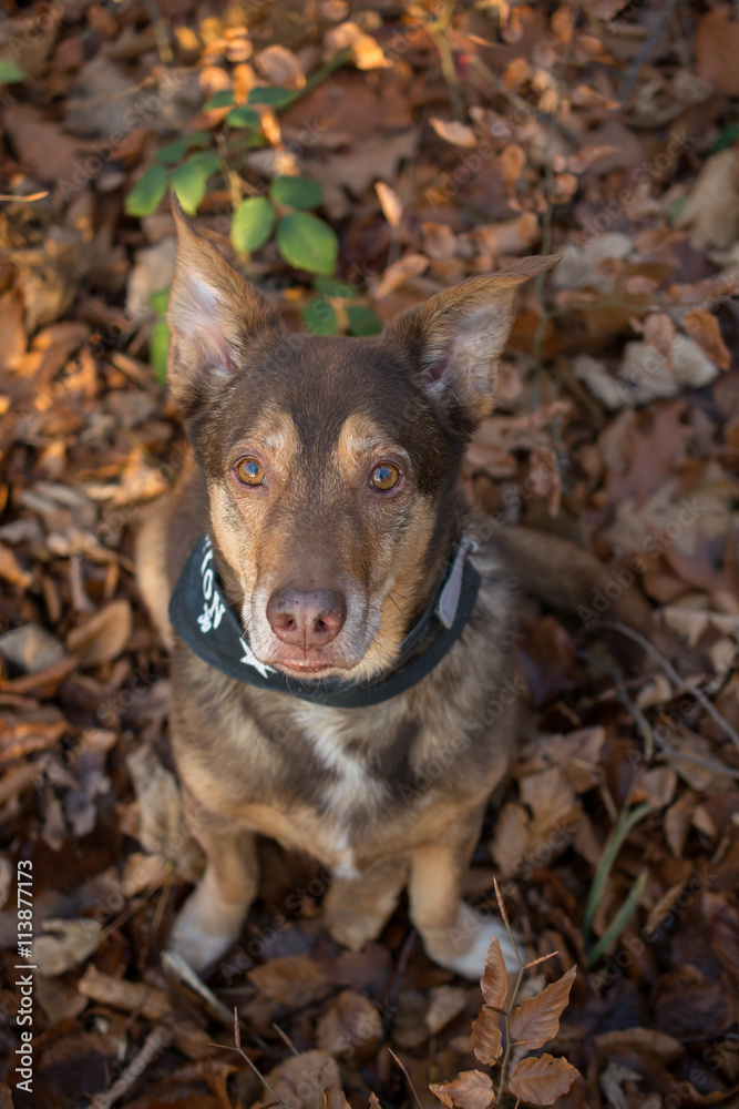Dog sitting in the leaves and looks into the camera Dog sitting in the leaves and looks into the camera