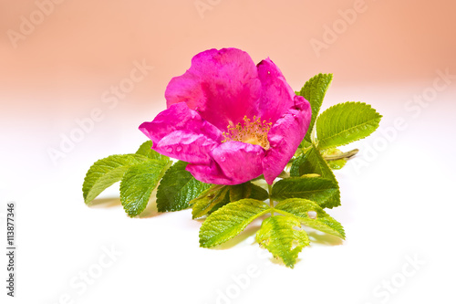 Flower of wild rose plants