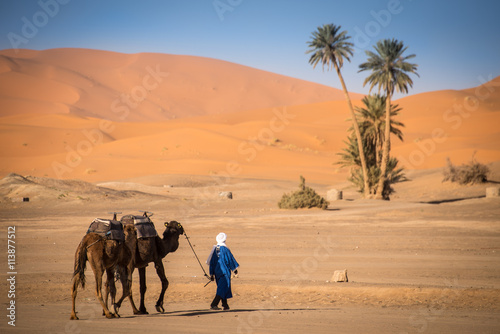 Berber man leading caravan, Hassilabied, Sahara Desert, Morocco photo