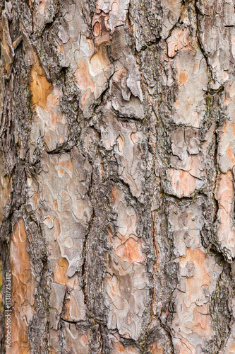 Bark of Scotch pine tree as background