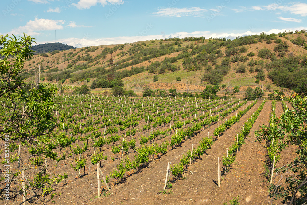Beautiful green vineyards on fields in mountains of Crimea.