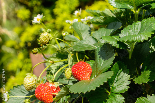 Erdbeere, Pflanze, Früchte und Blüten