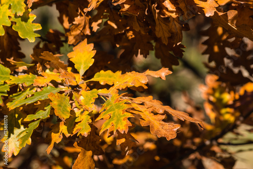 oak tree leaves in autumn colors