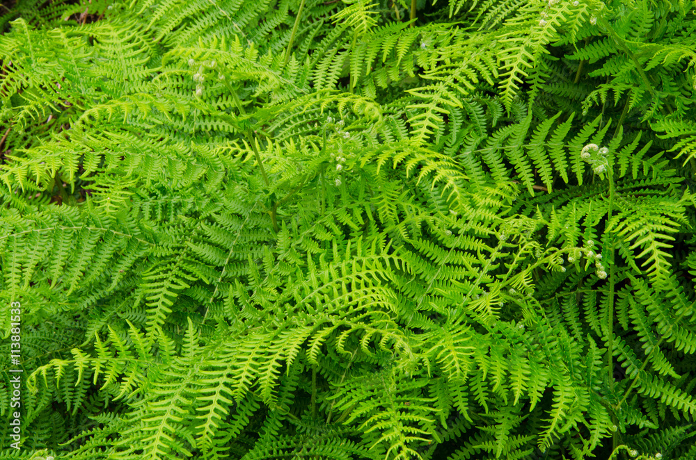 Green bush of fern in the ravine Ruiz  of Tenerife