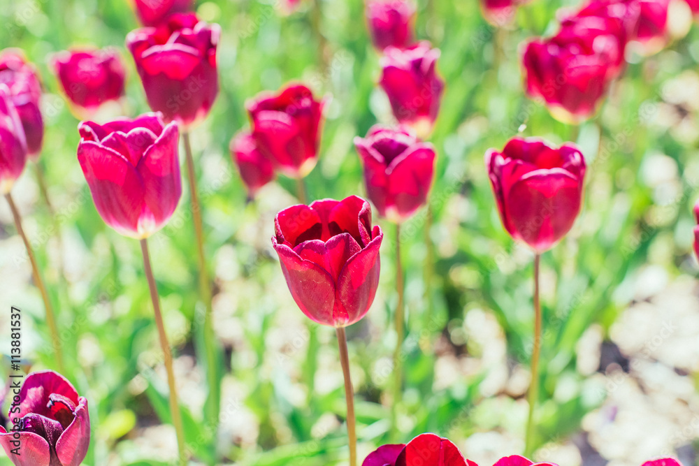 Obraz premium Colorful tulip garden in spring