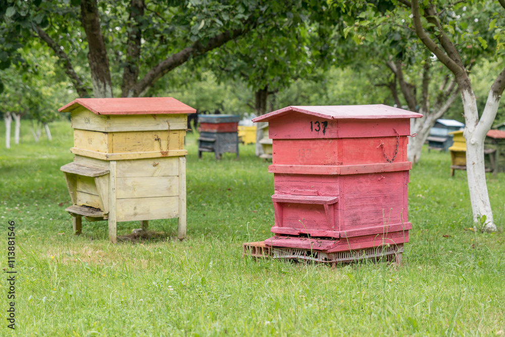 Beehives with bees in a honey farm. Beehives with bees in a honey farm.
