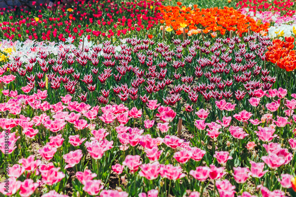 Tulip. Beautiful bouquet of tulips. colorful tulips.