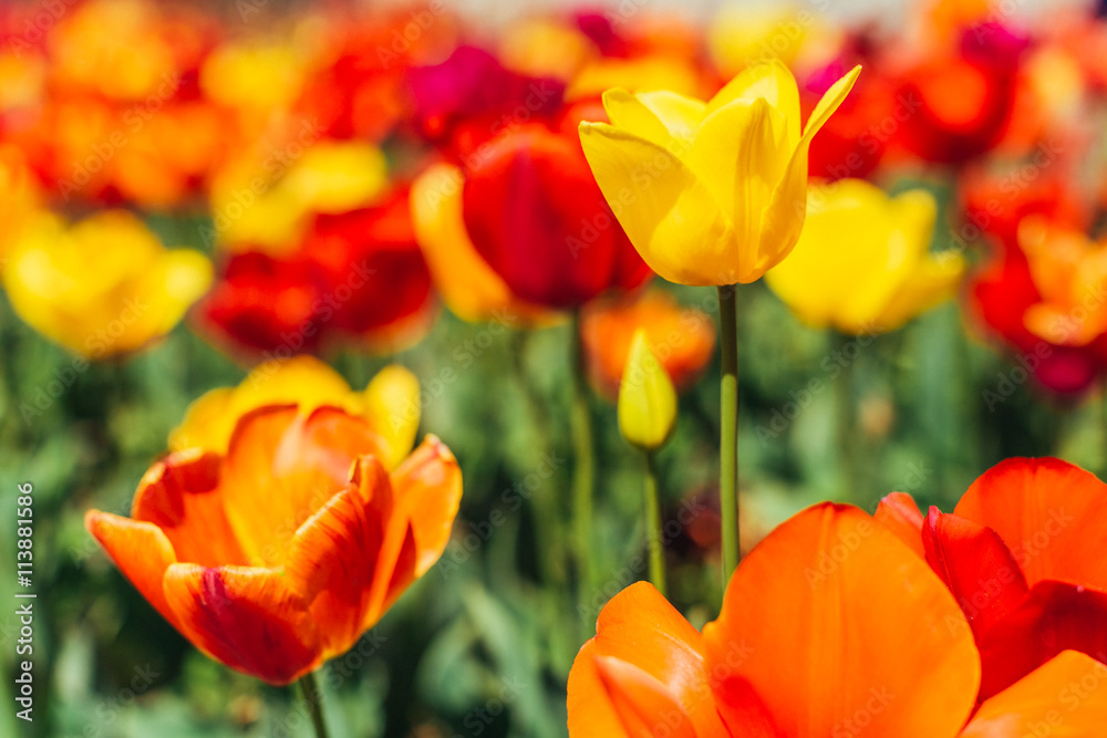 Tulip. Beautiful bouquet of tulips. colorful tulips. Tulip. Beautiful bouquet of tulips. colorful tulips.