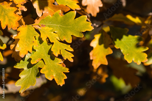 closeup of oak leaves in autumn