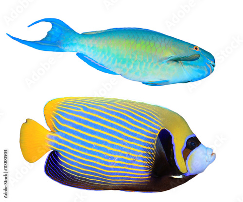 Tropical fish isolated on white (Parrotfish and Angelfish)