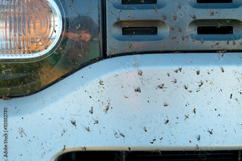 Quadro su tela Crushed insect on car bumper