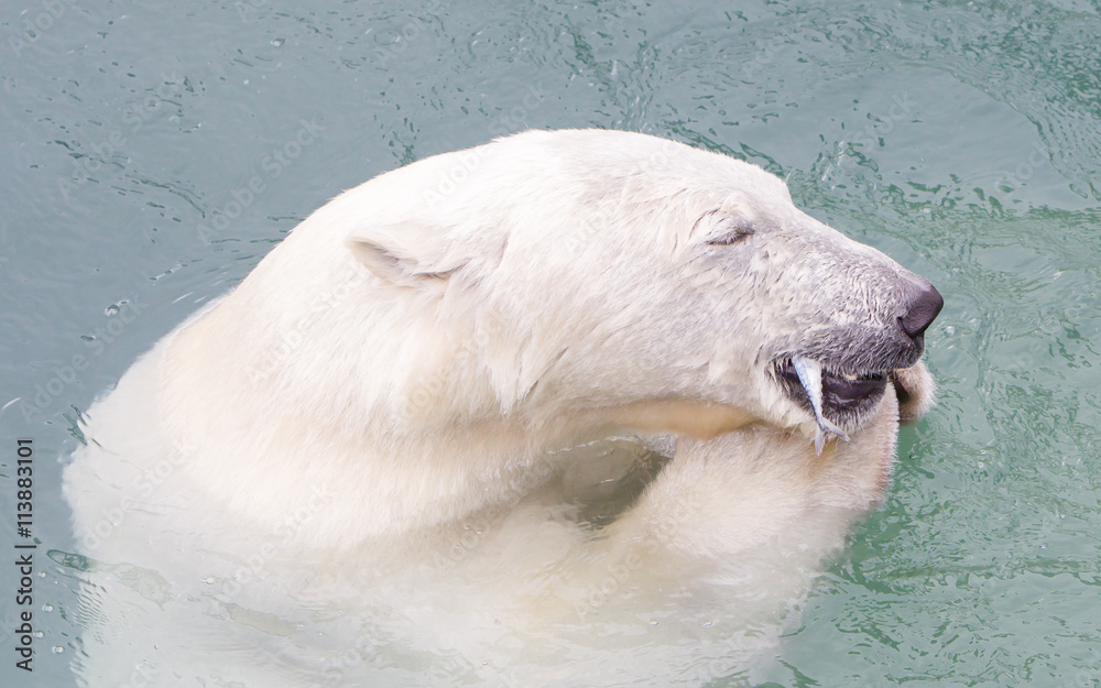 Close-up of a polarbear (icebear) eating a fish
