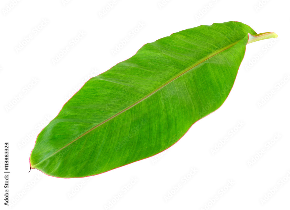 banana leaf on white background banana leaf on white background