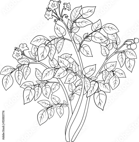 coloring with Potato plant