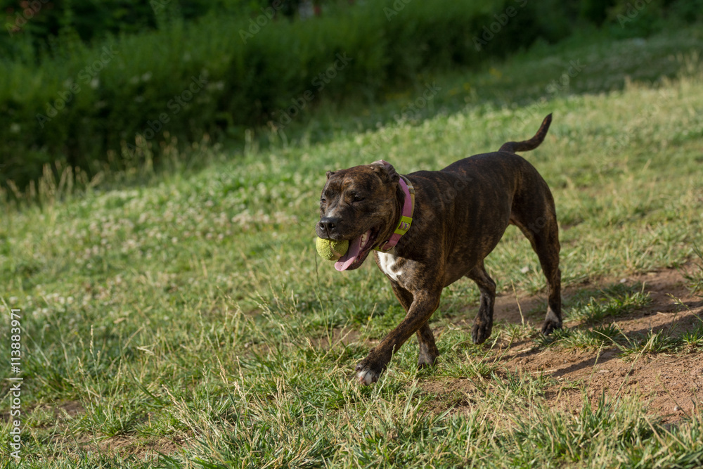 Pitbull  running with a ball. Selective focus on the dog