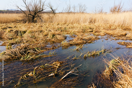  part of the swamp