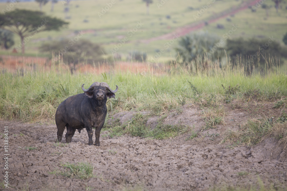 Fototapeta premium Portrait of cape buffalo in Murchison Falls National Park Uganda