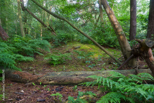 Forest with ferns and fallen tree
