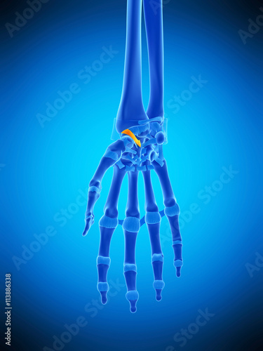 medically accurate illustration of the radioscaphocapitate ligament photo