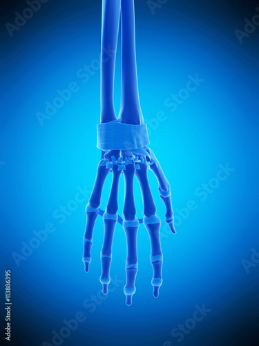 medically accurate illustration of the hand ligaments photo