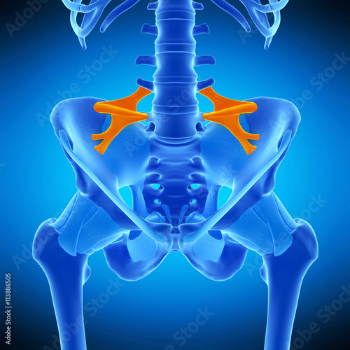 medically accurate illustration of the iliolumbar ligament photo