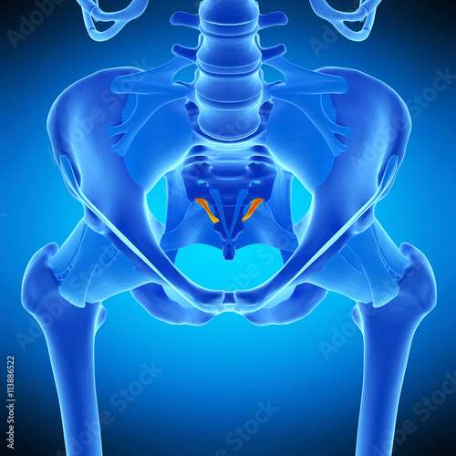 medically accurate illustration of the lateral sacrococcygeal ligament photo