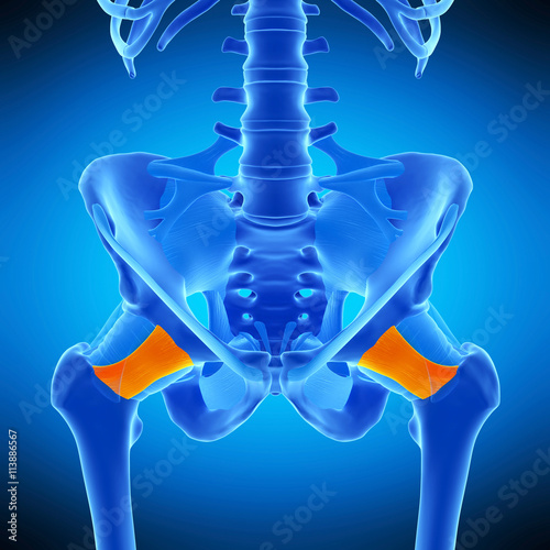 medically accurate  illustration of the pubofemoral ligament photo
