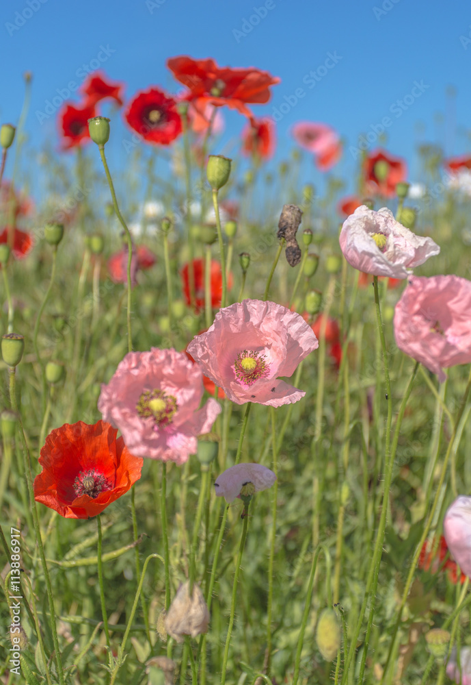felder im sommer felder im sommer