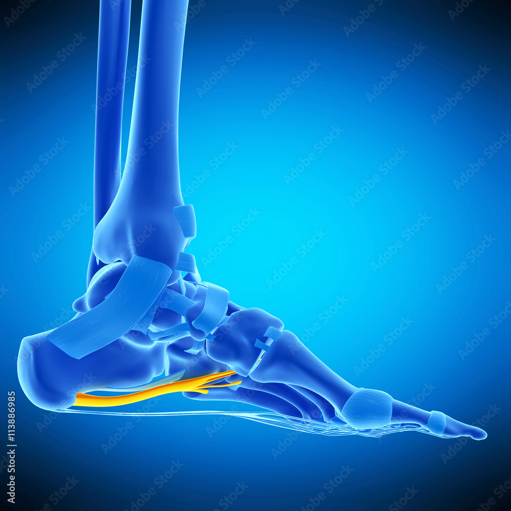 medically accurate illustration of the long plantar ligament Stock