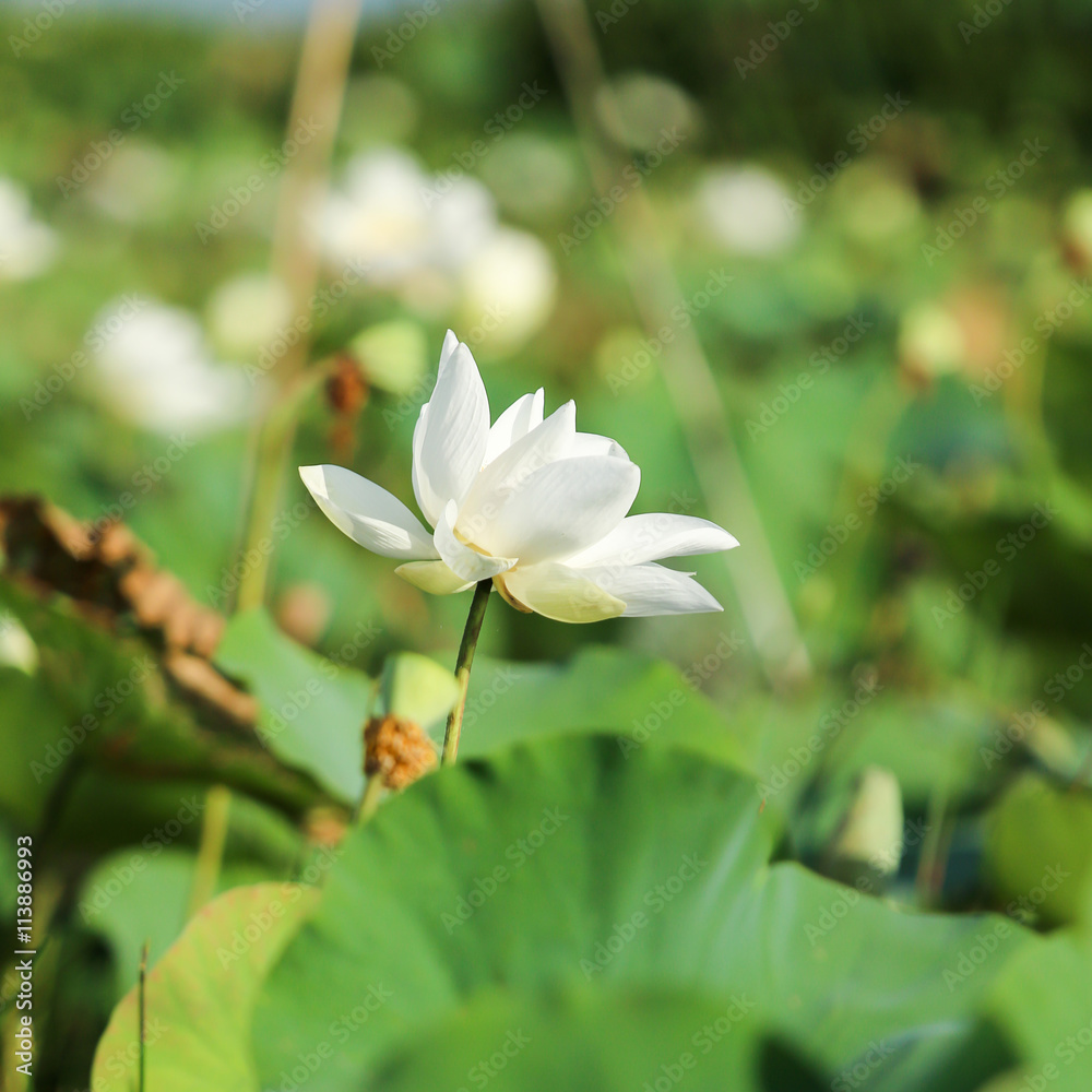Fototapeta premium Soft focus white Lotus flower