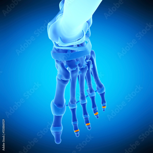 medically accurate illustration of the distal joint casules photo