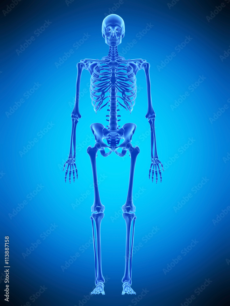 medically accurate illustration of the human skeleton medically accurate illustration of the human skeleton