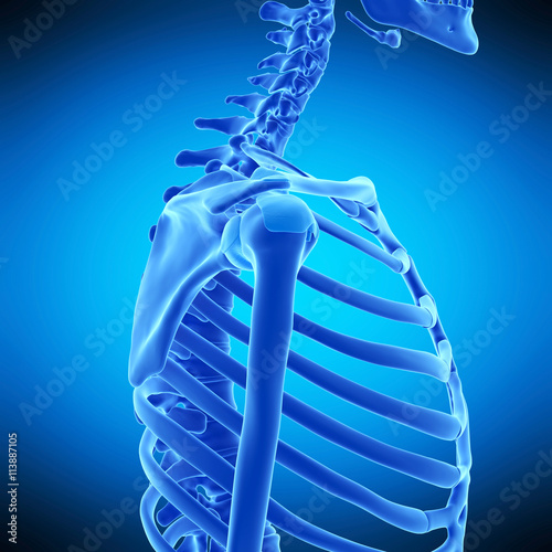 medically accurate illustration of the shoulder ligaments photo