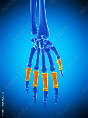 medically accurate illustration of the proximal phalanges bones photo